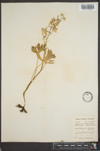 Delphinium tricorne image