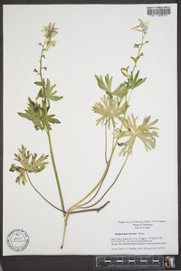 Delphinium tricorne image