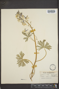 Delphinium tricorne image