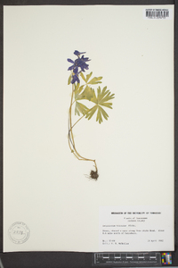 Delphinium tricorne image