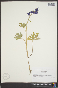 Delphinium tricorne image