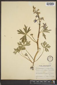 Delphinium tricorne image