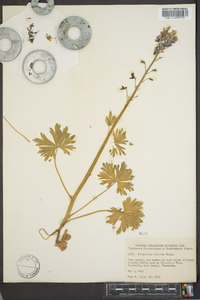 Delphinium tricorne image