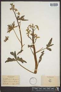 Delphinium tricorne image