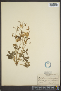 Delphinium tricorne image