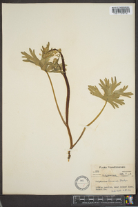 Delphinium tricorne image