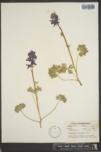 Delphinium tricorne image