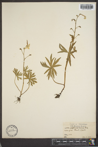 Delphinium tricorne image