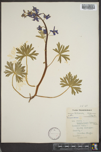 Delphinium tricorne image