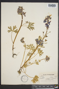 Delphinium tricorne image