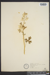 Delphinium tricorne image