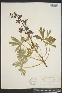 Delphinium tricorne image