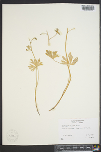 Delphinium tricorne image