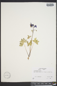 Delphinium tricorne image