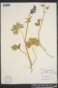 Delphinium tricorne image