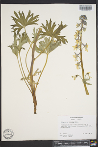 Delphinium tricorne image