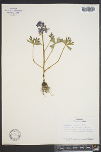 Delphinium tricorne image