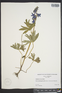 Delphinium tricorne image