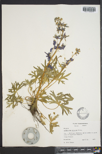 Delphinium tricorne image