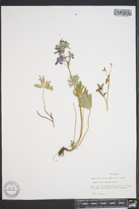 Delphinium tricorne image