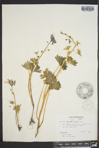 Delphinium tricorne image