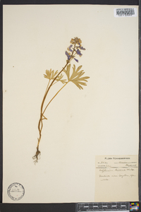 Delphinium tricorne image