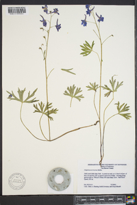 Delphinium tricorne image