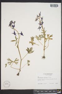 Delphinium tricorne image