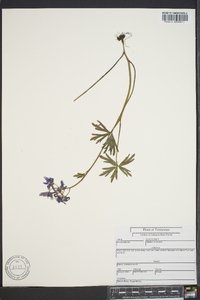 Delphinium tricorne image