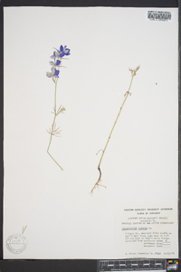 Delphinium ajacis image