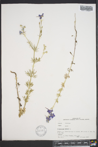 Delphinium ajacis image