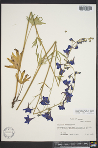 Delphinium alabamicum image