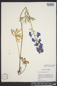 Delphinium alabamicum image