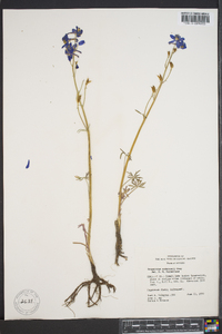 Delphinium andersonii image