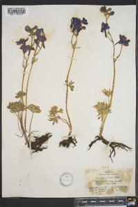 Delphinium bicolor image