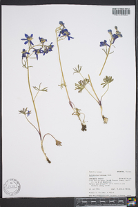 Delphinium bicolor image