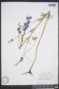 Delphinium carolinianum image