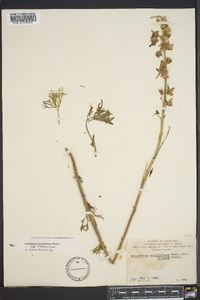 Delphinium carolinianum image