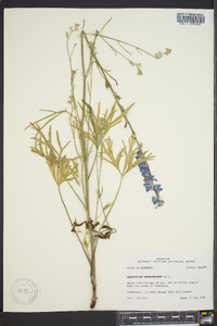 Delphinium carolinianum image