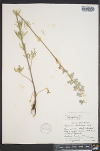 Delphinium carolinianum image