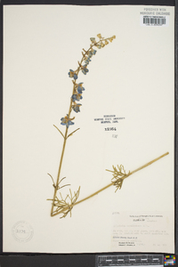 Delphinium carolinianum image