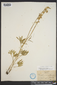 Delphinium carolinianum subsp. virescens image