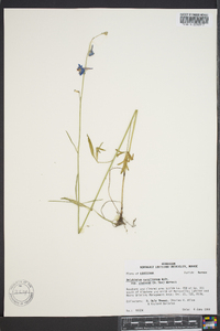 Delphinium carolinianum image