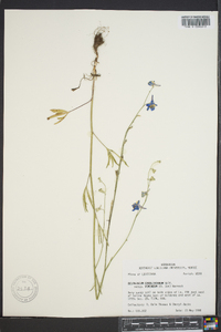 Delphinium carolinianum image