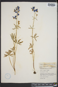 Delphinium depauperatum image