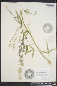 Delphinium exaltatum image