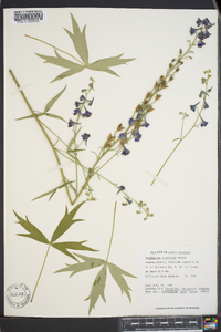 Delphinium exaltatum image