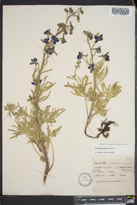 Delphinium geyeri image