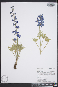 Delphinium geyeri image