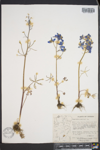 Delphinium menziesii image